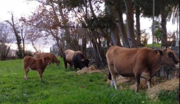 Sagasta Rural Guest House Oviedo Bagian luar foto